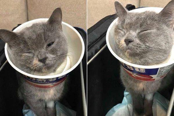 主人怕刚完了以后节育的爱猫舔伤口 又并不想多花钱多 于是它诞生了了……(图2)