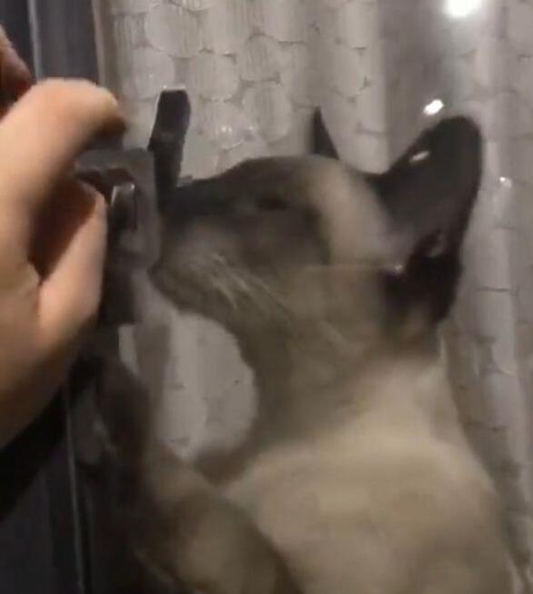 主人忘带钥匙 猫咪的做法让主人惊喜 养猫千日再次派上用场！(图2)
