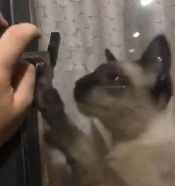 主人忘带钥匙 猫咪的做法让主人惊喜 养猫千日再次派上用场！(图1)