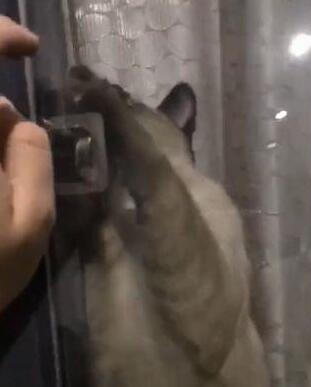 主人忘带钥匙 猫咪的做法让主人惊喜 养猫千日再次派上用场！(图3)