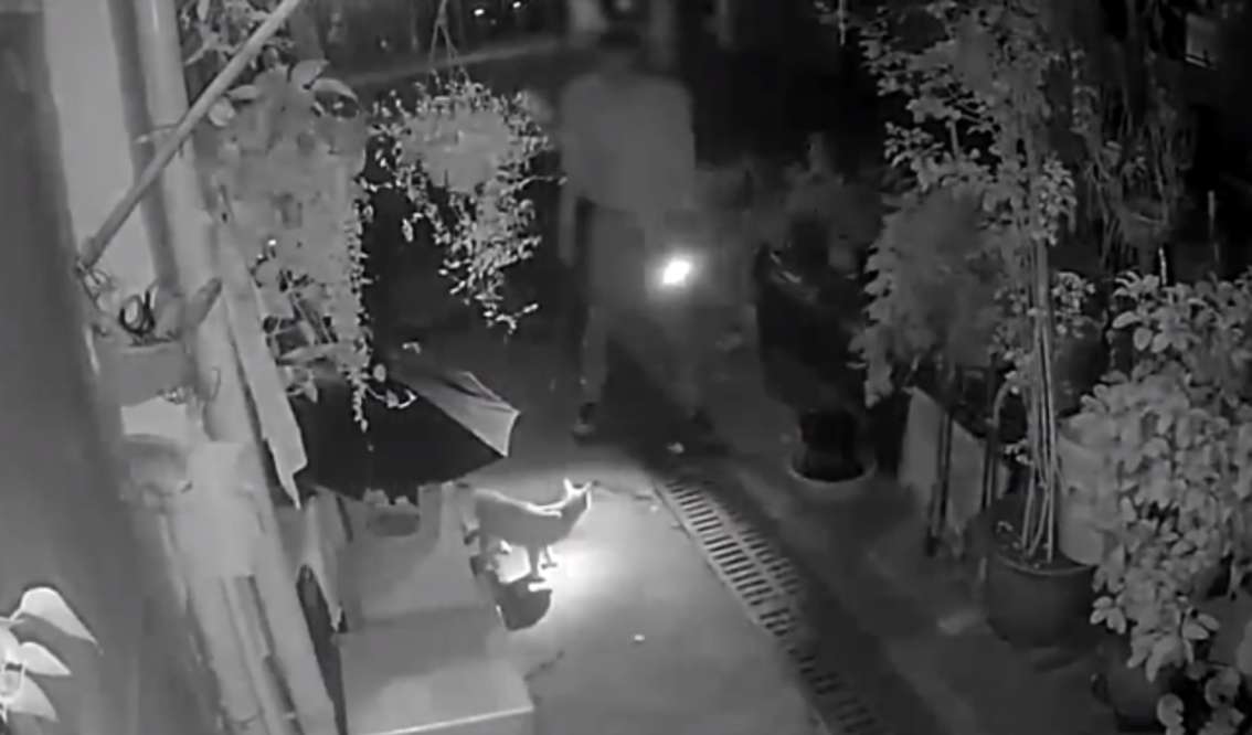 江苏一男子深夜真正的恶意一次棒打母猫致死 主人泪流满面:它才刚生产(图1)