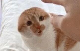 主人惹橘猫气恼,小橘猫耳朵都被气全没,主人当场笑喷(图1)