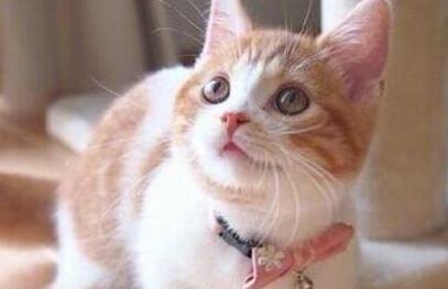 主人惹橘猫气恼,小橘猫耳朵都被气全没,主人当场笑喷(图2)