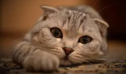 偷的零食 偷吃东西肉饼 被破坏了沙发 犯错误后哀求卖萌的 小蓝猫要成精(图1)