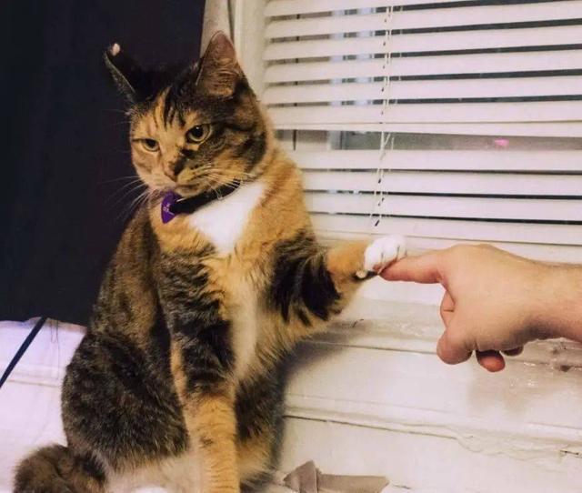 流浪猫我之所以“喂不熟” 而不是不完整“类社会训练”(图1)