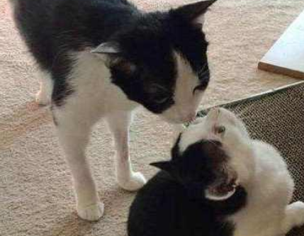 领养的猫咪生下了小奶猫 小奶猫长相极其诧异 知道一点缘由后主人泪奔了！(图1)