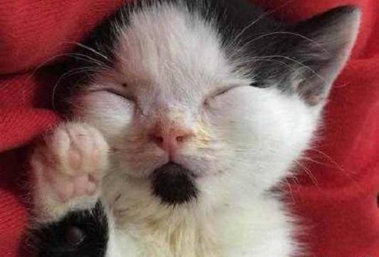 领养的猫咪生下了小奶猫 小奶猫长相极其诧异 知道一点缘由后主人泪奔了！(图4)