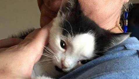 领养的猫咪生下了小奶猫 小奶猫长相极其诧异 知道一点缘由后主人泪奔了！(图5)