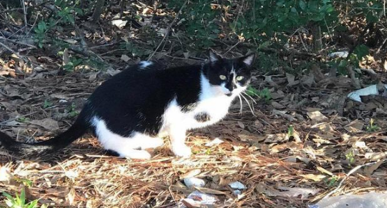 小猫被人类给拐跑 猫妈恼怒远走！一年后 它应该主动去回来了了！(图1)