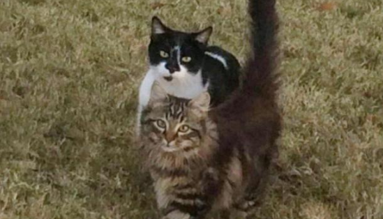 小猫被人类给拐跑 猫妈恼怒远走！一年后 它应该主动去回来了了！(图2)