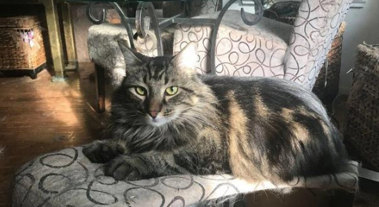 小猫被人类给拐跑 猫妈恼怒远走！一年后 它应该主动去回来了了！(图3)