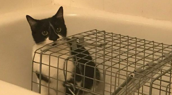 小猫被人类给拐跑 猫妈恼怒远走！一年后 它应该主动去回来了了！(图4)