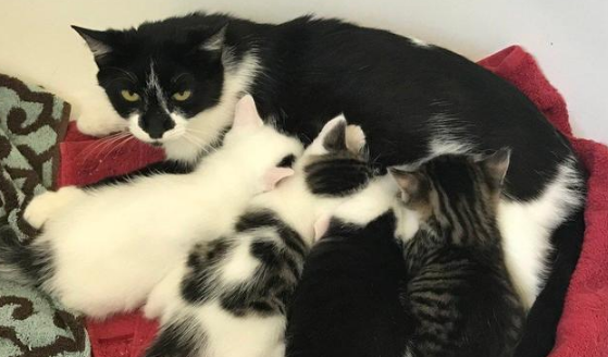 小猫被人类给拐跑 猫妈恼怒远走！一年后 它应该主动去回来了了！(图5)