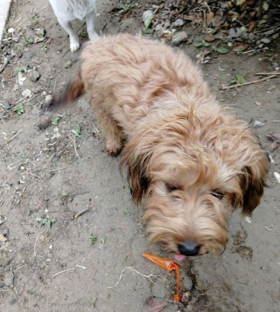 遛猫遛狗时狗子“勾引别人”上一只流浪狗 看到它的个人行为 女生感觉好丢脸(图1)