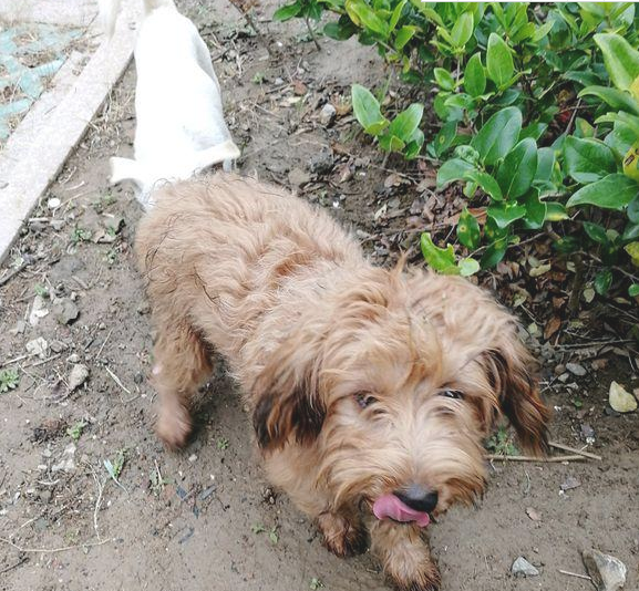 遛猫遛狗时狗子“勾引别人”上一只流浪狗 看到它的个人行为 女生感觉好丢脸(图2)