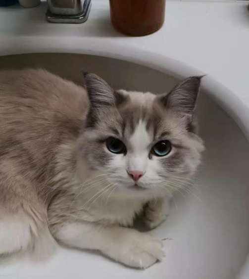 壹现场丨布偶猫做美容却被“洗死”主人将美容店告上法院(图1)