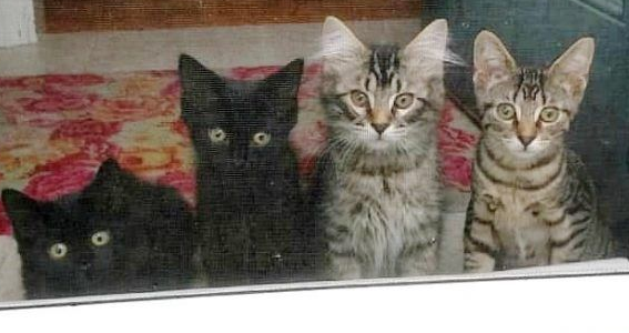 好心夫妻照顾好中途猫咪却被四猫团结一心攻陷(图1)