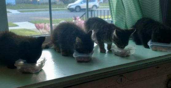 好心夫妻照顾好中途猫咪却被四猫团结一心攻陷(图2)