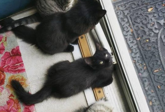 好心夫妻照顾好中途猫咪却被四猫团结一心攻陷(图3)