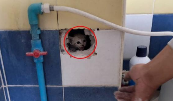 厕所墙壁半夜响起猫叫声 自家猫咪就在身边 主人惊出一身冷汗(图2)