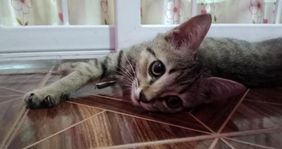 厕所墙壁半夜响起猫叫声 自家猫咪就在身边 主人惊出一身冷汗(图3)