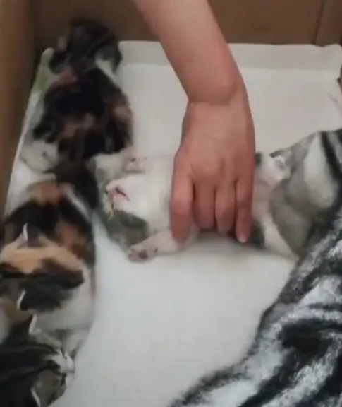 母猫生下5只小奶猫 喂宝宝时看到眼前一幕笑翻 猫：我儿子困了！(图1)