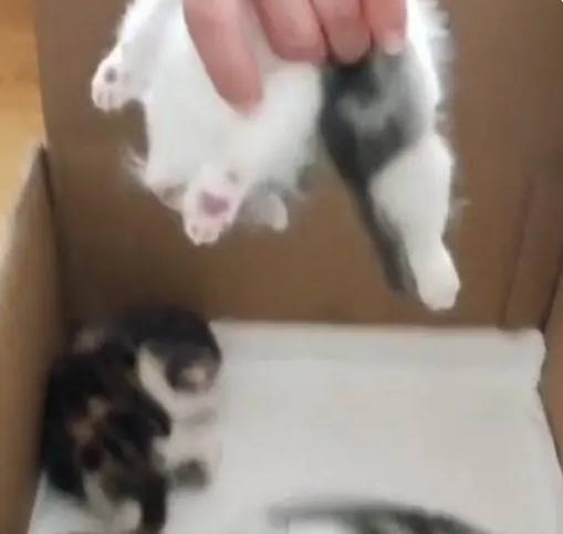 母猫生下5只小奶猫 喂宝宝时看到眼前一幕笑翻 猫：我儿子困了！(图2)