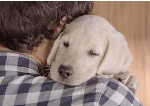 狗狗主动去向猫咪表忠心 反被扇了个耳光 一脸大都可不敢相信(图1)