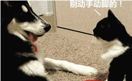 狗狗主动去向猫咪表忠心 反被扇了个耳光 一脸大都可不敢相信(图2)