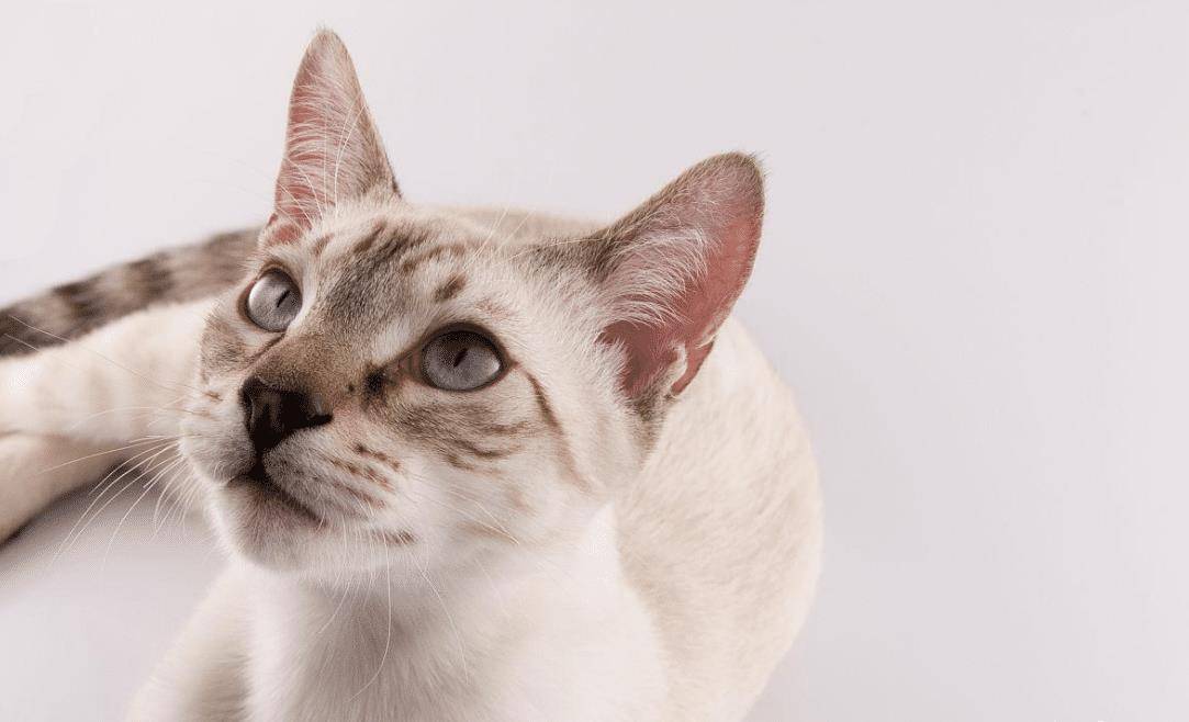 猫咪7岁之后需要主人的细心照顾 它们早就不再年轻了(图2)