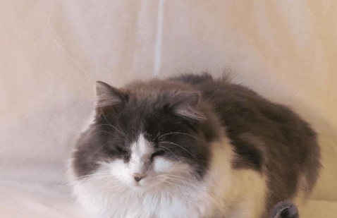 猫咪7岁之后需要主人的细心照顾 它们早就不再年轻了(图1)