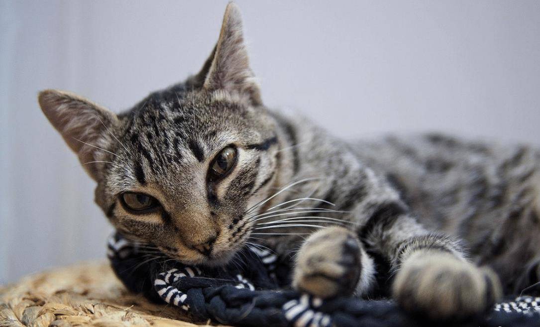 猫咪7岁之后需要主人的细心照顾 它们早就不再年轻了(图3)