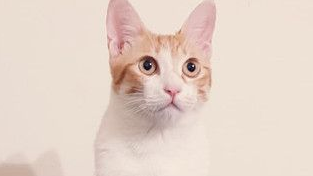 圣诞树遭喵皇污辱整棵圣诞树像是大型手机逗猫棒(图1)