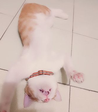 圣诞树遭喵皇污辱整棵圣诞树像是大型手机逗猫棒(图2)