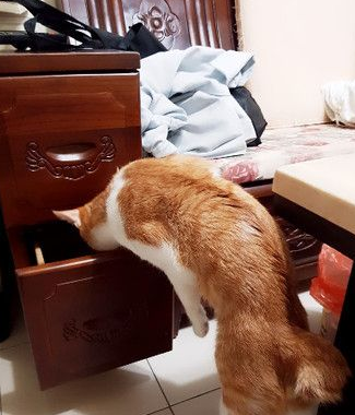 圣诞树遭喵皇污辱整棵圣诞树像是大型手机逗猫棒(图3)