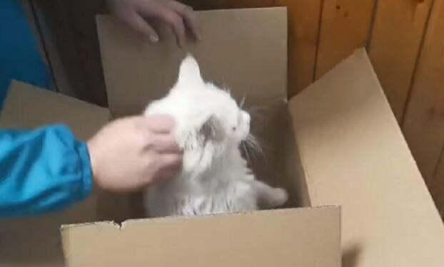 可爱流浪猫背后却难以言喻有道伤 小哥:当你不需要的时候 我们是你们的守护(图2)