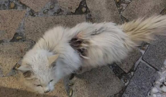 可爱流浪猫背后却难以言喻有道伤 小哥:当你不需要的时候 我们是你们的守护(图1)