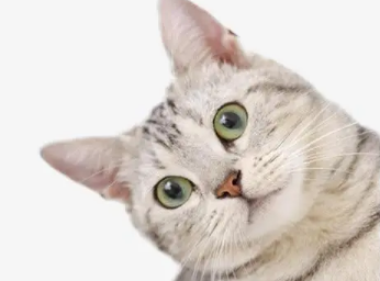 快来看一下 小猫一直叫怎末能解决吧(图1)