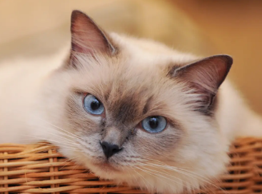 快来看一下 小猫一直叫怎末能解决吧(图2)