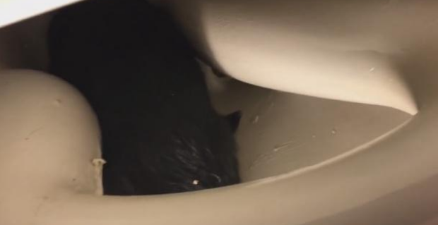 活泼调皮猫咪见洞就钻 结果猫头被卡马桶中 主人既心痛又想笑(图1)