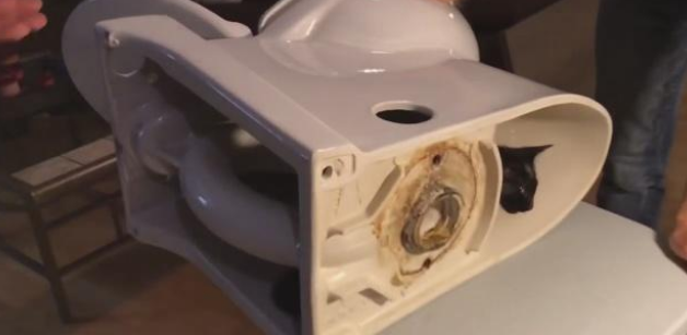 活泼调皮猫咪见洞就钻 结果猫头被卡马桶中 主人既心痛又想笑(图2)