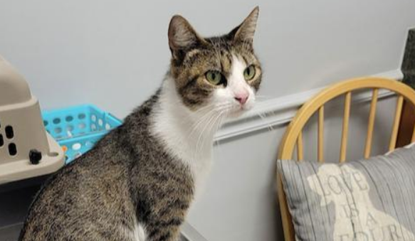 男子被一只流浪猫套路 装可怜成功被被收留后 举家“移民”到新家(图1)