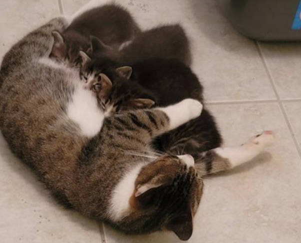 男子被一只流浪猫套路 装可怜成功被被收留后 举家“移民”到新家(图2)