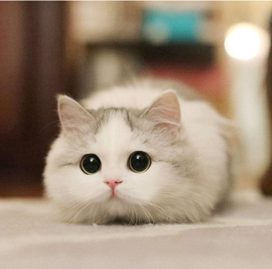 花5000元买的猫咪死了责任到底在谁?(图1)