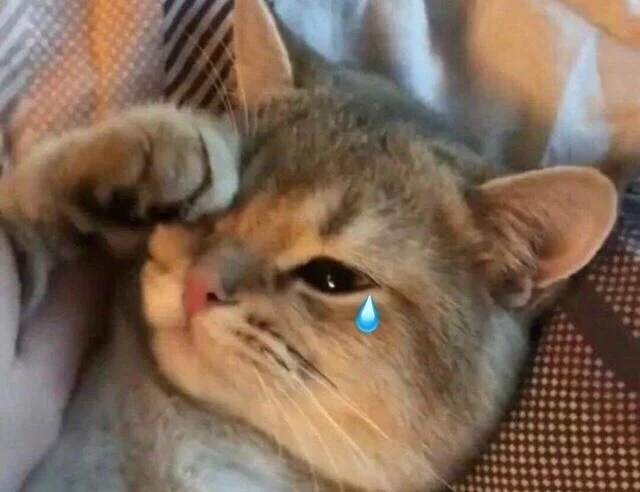 公猫去宠物店割蛋誓死反抗(图1)