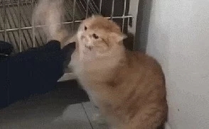 公猫去宠物店割蛋誓死反抗(图4)