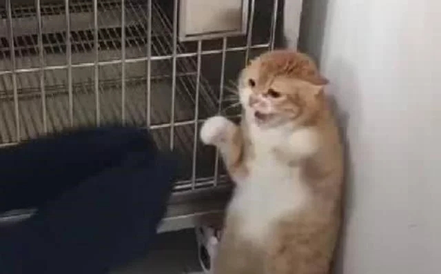 公猫去宠物店割蛋誓死反抗(图3)