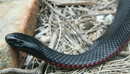 主人遭毒蛇咬伤坚强勇敢猫咪危难之际攻击杀蛇(图1)