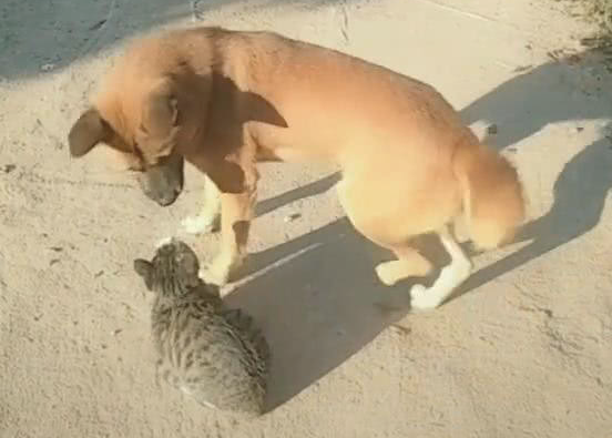 小伙相会猫跟狗 猫靠在狗的身旁 网民:气体中散出着恋爱的味道(图2)