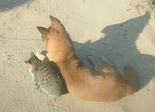 小伙相会猫跟狗 猫靠在狗的身旁 网民:气体中散出着恋爱的味道(图1)